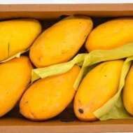 Mangoes OnlineBest Pakistanidrymango